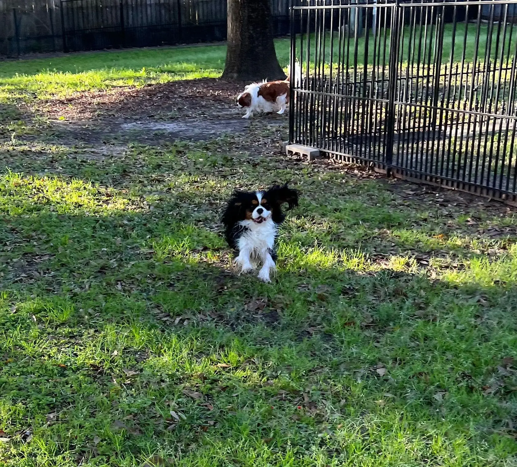 Willy, a tricolor Cavalier, in the yard